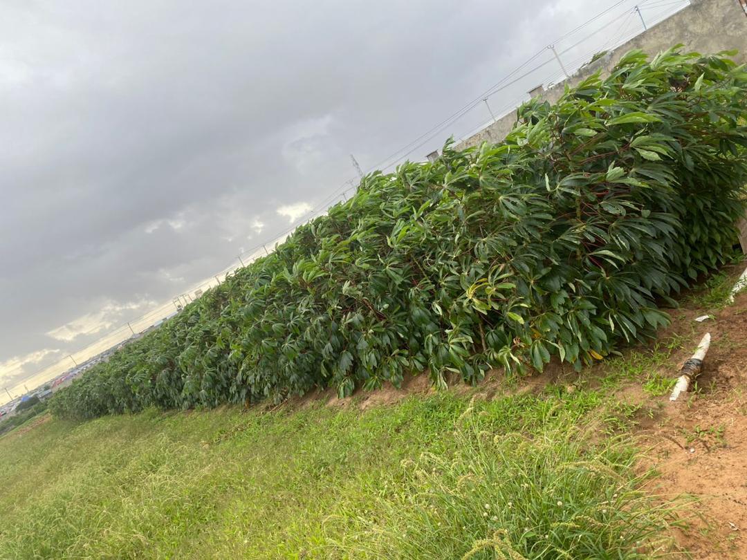 Rows of healthy cassava plants on a DAMAL field