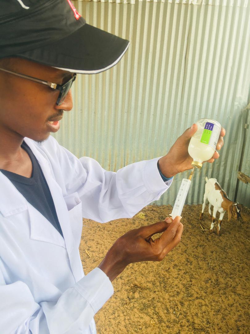 A DAMAL vet preparing a dose for a young goat