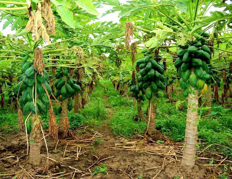 Papaya trees heavy with fruit ready for harvest