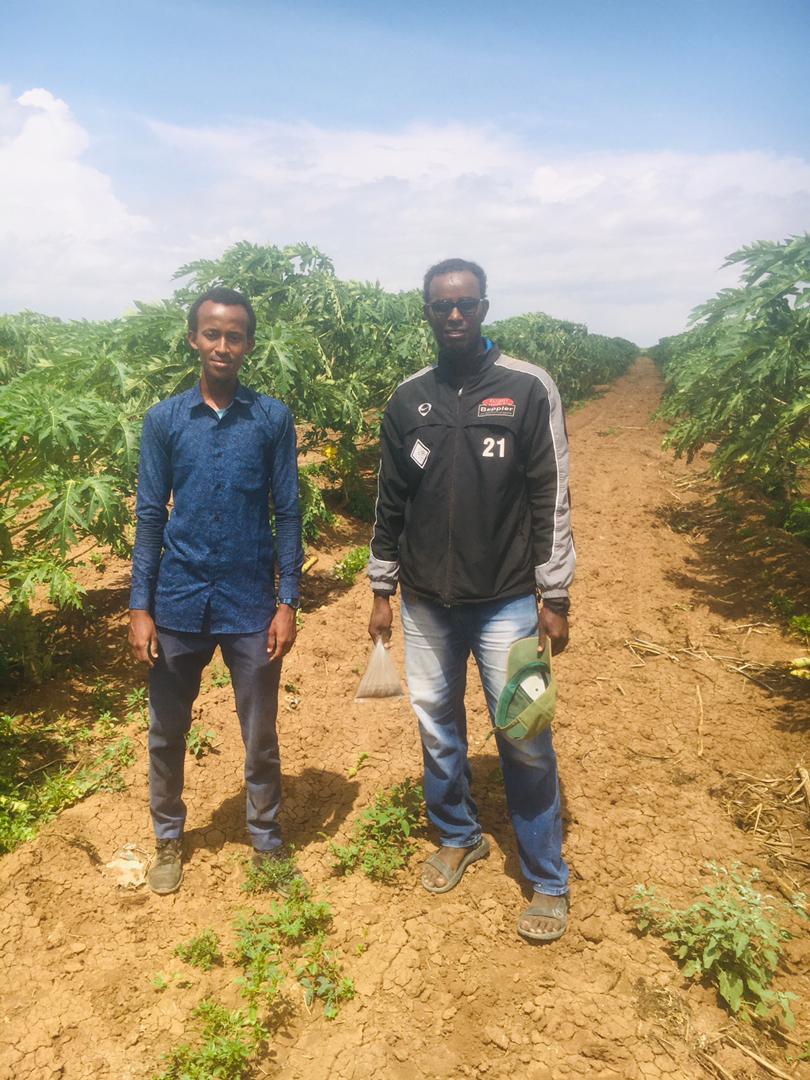 Two DAMAL team members standing between rows of mature papaya trees