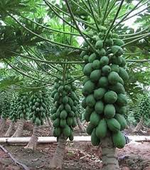 Young papaya trees bearing their first fruit