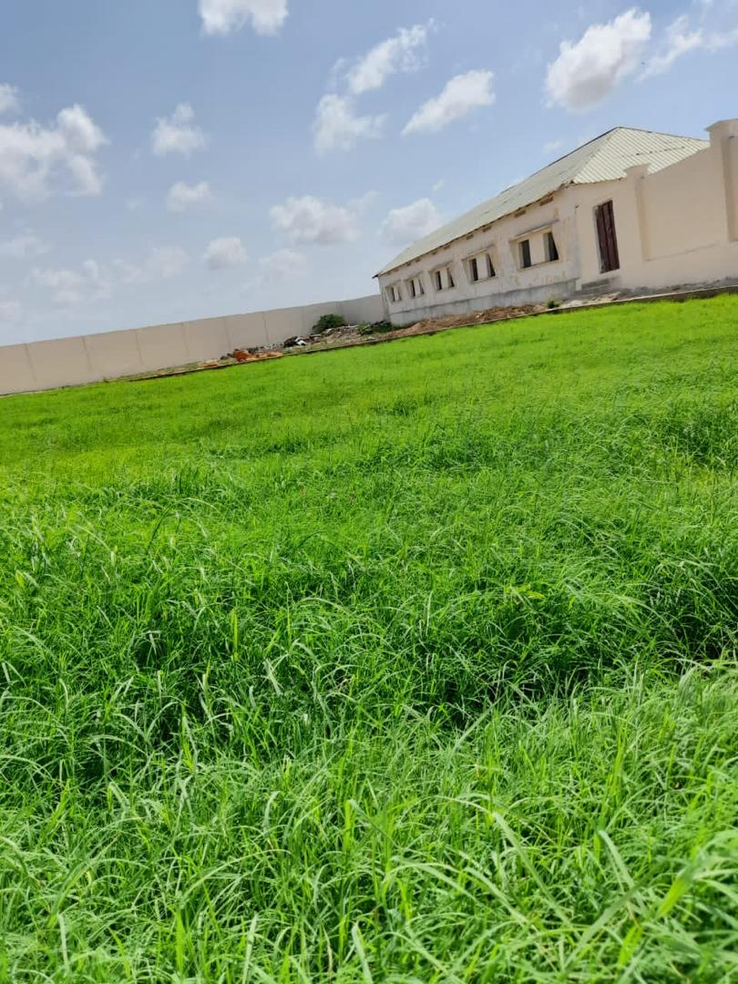 Lush green pasture inside a DAMAL fodder field
