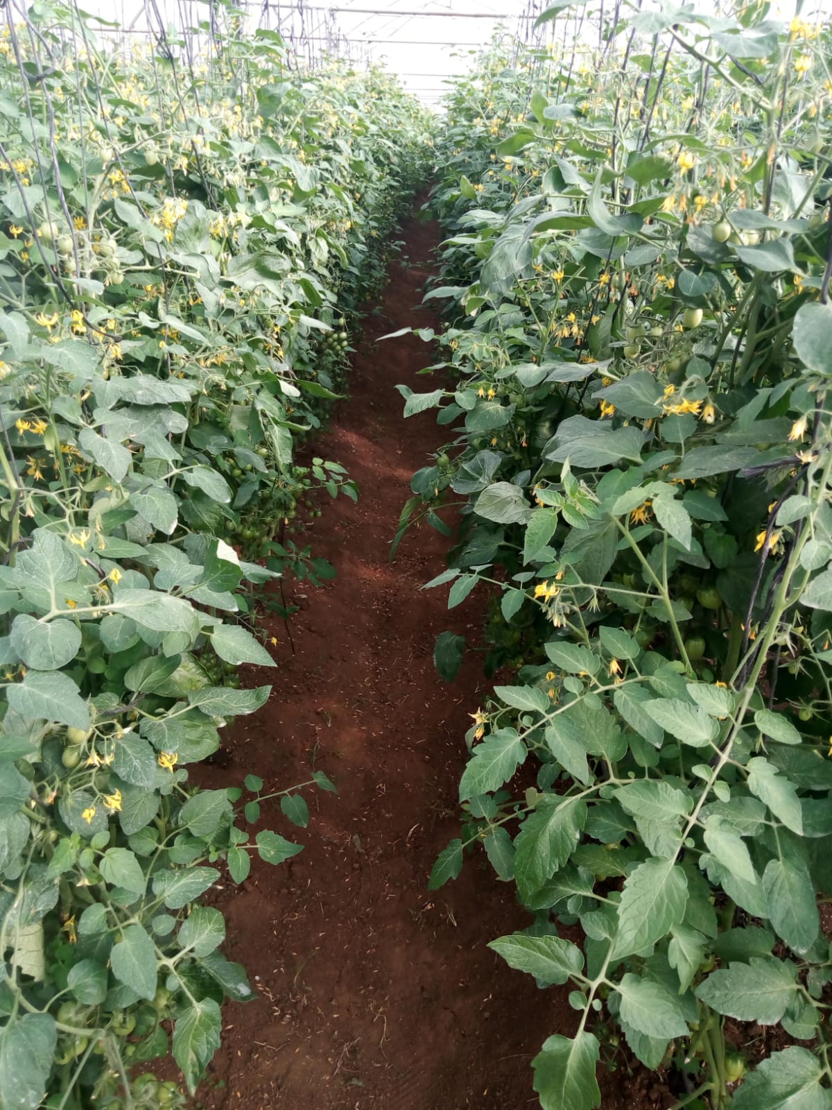 Tomato plants flowering inside a DAMAL greenhouse