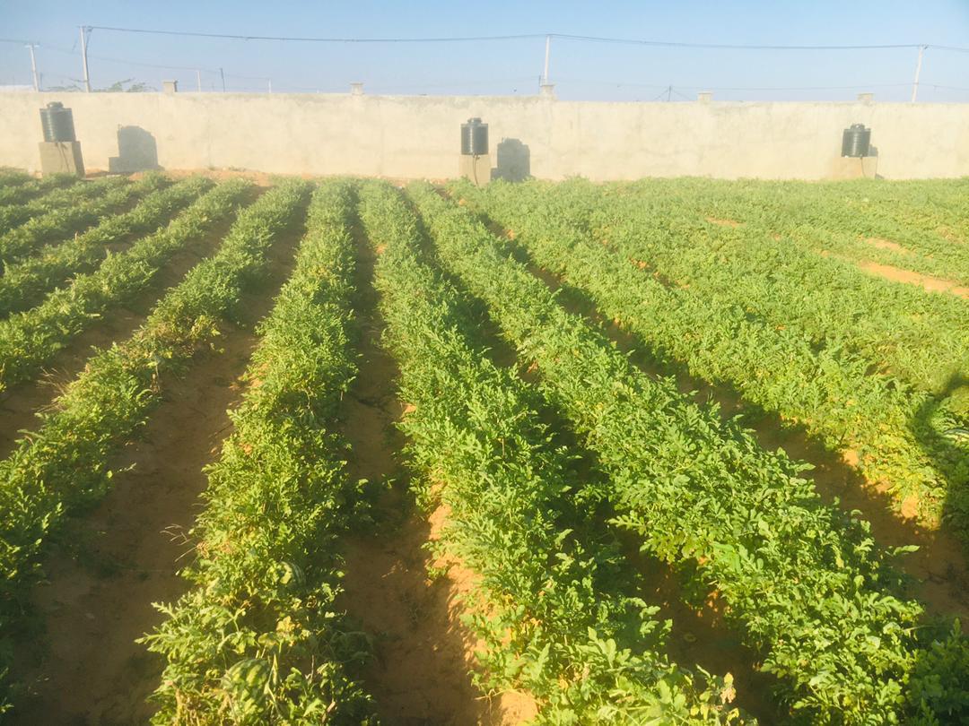 Rows of watermelon plants growing in a walled DAMAL field with water tanks
